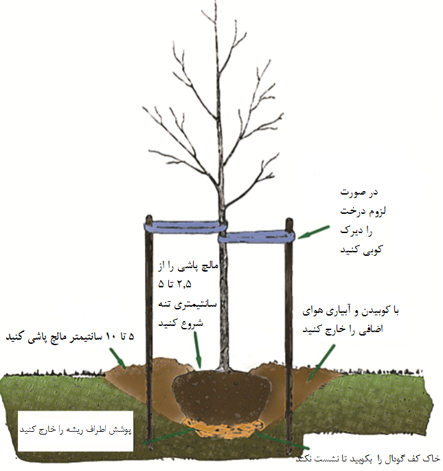 دیرک-کوبی-درخت
