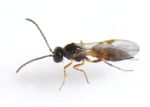 زنبور-پارازیتDiaretiella-rapae
