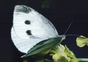 سفیده-بزرگ-کلمLarge-cabbage-butterfly