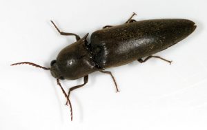 کرم-مفتولی-ریشه-Click-beetle