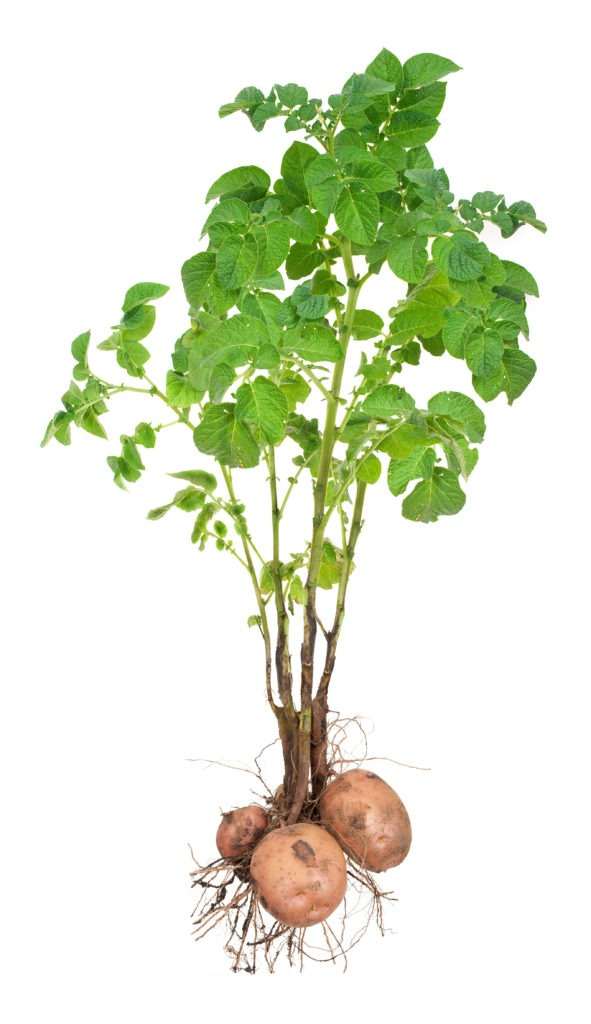 آشنایی با گیاه سیب زمینی و تغذیه ای آن - فروشگاه قرنفیل