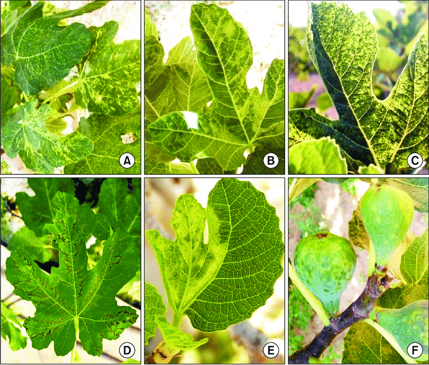 Various-fig-mosaic-disease-symp-toms-observed-on-fig-leaves-veins-chlorotic