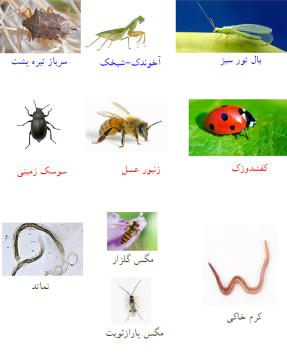 حشرات-مفید-باغ-و-مزارع