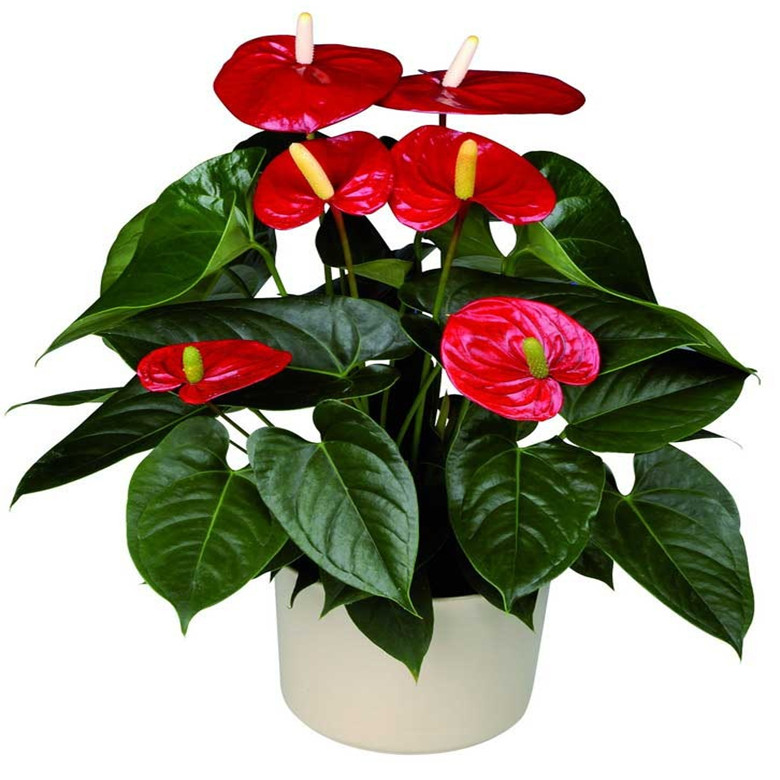گل آنتوریوم آندرانوم و شرایط نگهداری آن در منزل - فروشگاه آنلاین قرنفیل