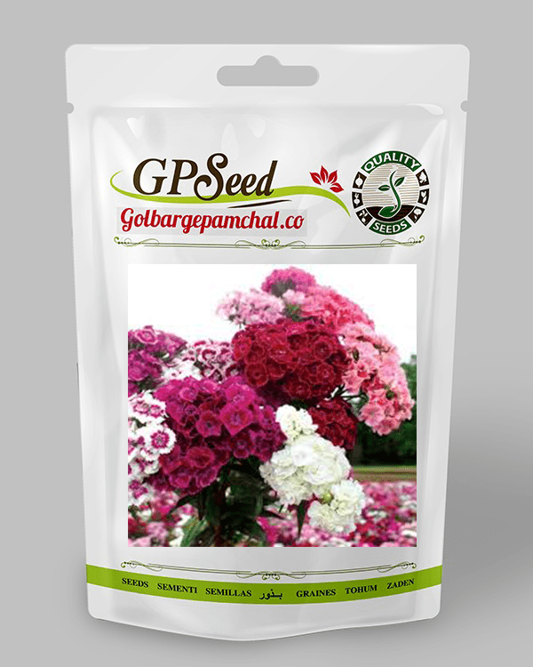 بذر گل قرنفیل (قرنفل ) پاکوتاه